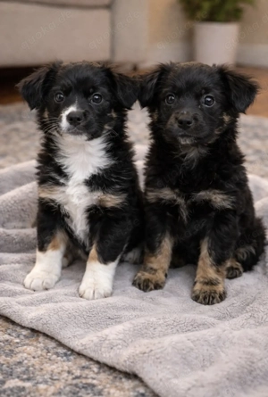 Chiwalonka Welpen mit einzigartigen Abzeichen 