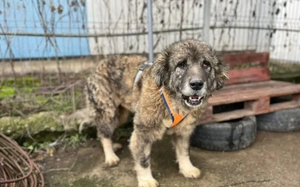 Alte Pfoten, sanfte Seele: Samorae möchte endlich zu Hause ankommen Bild 2