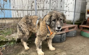 Alte Pfoten, sanfte Seele: Samorae möchte endlich zu Hause ankommen Bild 4