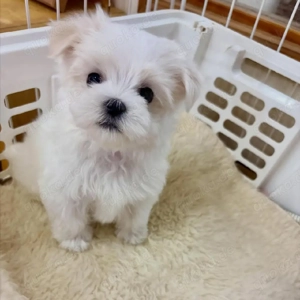 weiblicher Malteserwelpe