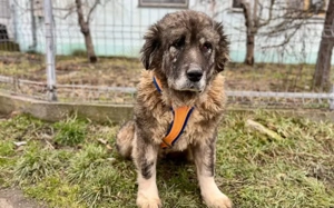 Alte Pfoten, sanfte Seele: Samorae möchte endlich zu Hause ankommen Bild 3