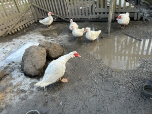 Verkaufe Weiße Flugenten 