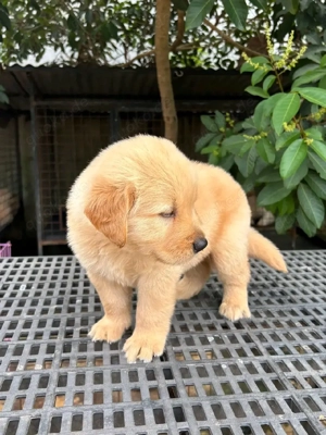 Golden-Retriever-Welpen