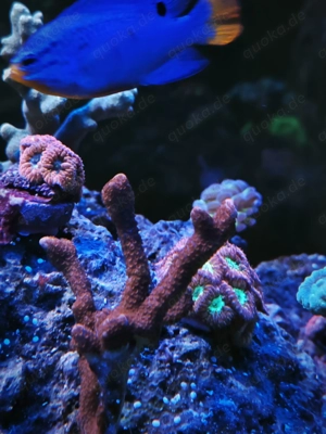 SPS Korallen abzugeben Meerwasser