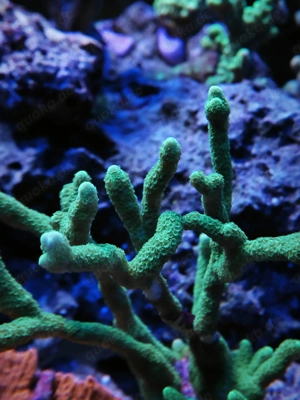 SPS Korallen abzugeben Meerwasser Bild 6