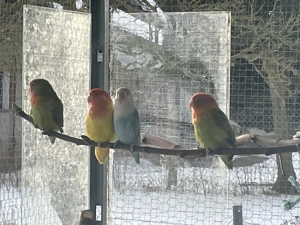 Tausche Pfirsichköpfchen