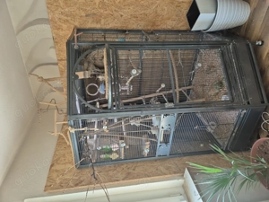 Wellensittich mit Großen Käfig Bild 3