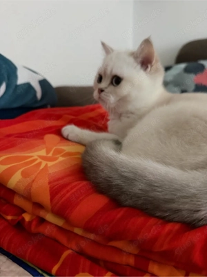 BKH Prinzessin mit blauen Augen 