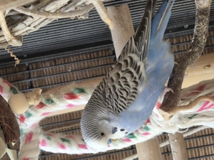 Wellensittich mit Großen Käfig Bild 2