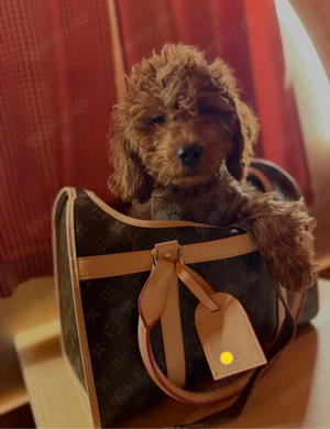 Hundetasche zu verkaufen   Designer-inspiriert (Imitat)