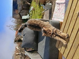 Katzen in liebevolle Hände abzugeben  Bild 2