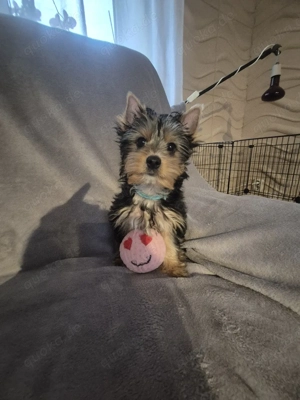 yorkshire terrier Welpen zum verkauf