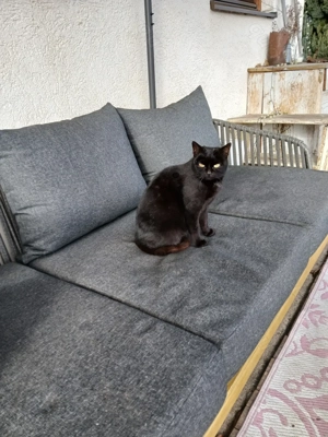 Katzen in liebevolle Hände abzugeben 