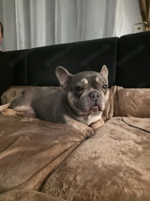 Liebevolle Französische Bulldogge Luna