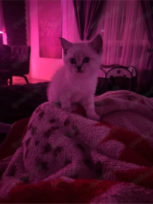 BKH Kitten suchen ab Anfang März ein neues Zuhause 