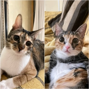 Zwei Kätzinnen nur gemeinsam abzuge