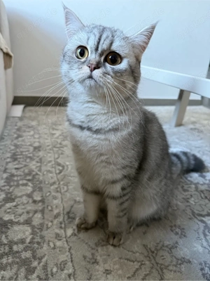 bkh Mädels suchen neues Zuhause