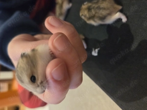 Zwerghamster zu verkaufen  