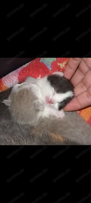 Süße Bkh Kitten zum reservieren frei.