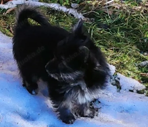 YorkChiwelpen (Mama Yorkshire, Papa Chihuahua) suchen ein liebevolles Heim. Bild 8