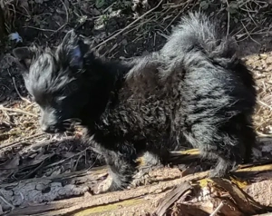 YorkChiwelpen (Mama Yorkshire, Papa Chihuahua) suchen ein liebevolles Heim. Bild 2