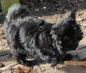 YorkChiwelpen (Mama Yorkshire, Papa Chihuahua) suchen ein liebevolles Heim. Bild 4