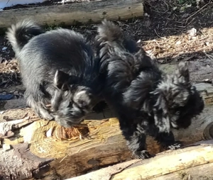 YorkChiwelpen (Mama Yorkshire, Papa Chihuahua) suchen ein liebevolles Heim. Bild 7