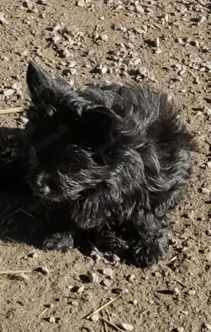 YorkChiwelpen (Mama Yorkshire, Papa Chihuahua) suchen ein liebevolles Heim. Bild 5