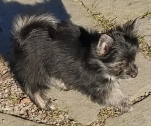 YorkChiwelpen (Mama Yorkshire, Papa Chihuahua) suchen ein liebevolles Heim. Bild 3