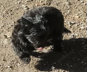 YorkChiwelpen (Mama Yorkshire, Papa Chihuahua) suchen ein liebevolles Heim. Bild 6