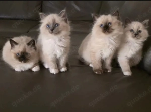 Bkh Blh britisch langhaar Babykatzen 4,5 monate alt Colorpoint