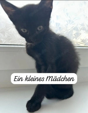 kleine kitten suchen zu Hause