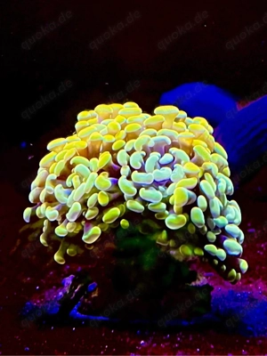 meerwasser korallen ableger