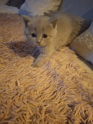 BKH Chartreux Kitten  Bild 9