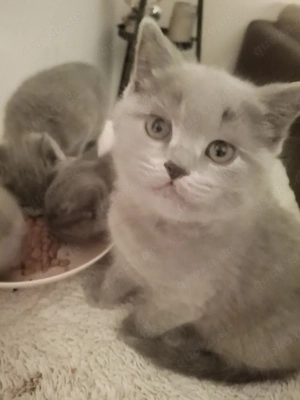 BKH Chartreux Kitten  Bild 2