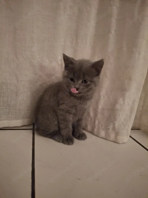 BKH Chartreux Kitten  Bild 4