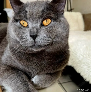 BKH Chartreux Kitten  Bild 10