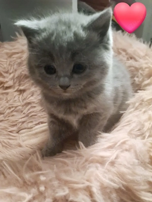 BKH Chartreux Kitten 
