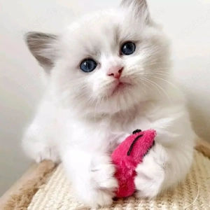 Ragdoll-Kätzchen WhatsApp: (15510055069)