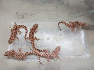 Abgabe Heteronotia binoei   Australischer Kaktusgecko 