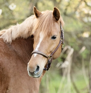 Reitbeteiligung   Pflegebeteiligung gesucht