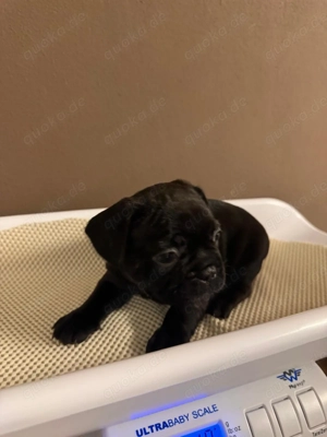 Französische Bulldoggen Welpen  Bild 5