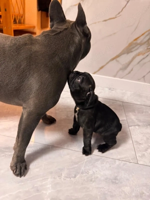 Französische Bulldoggen Welpen  Bild 4