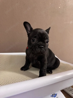 Französische Bulldoggen Welpen  Bild 7
