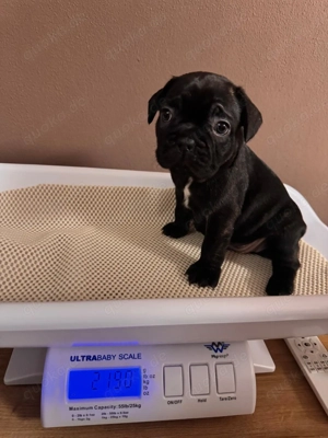 Französische Bulldoggen Welpen  Bild 9