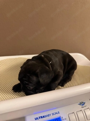 Französische Bulldoggen Welpen  Bild 10