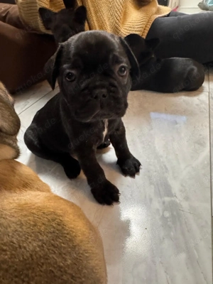 Französische Bulldoggen Welpen  Bild 3