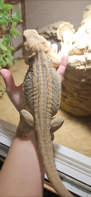 Bartagame pogona vitticeps translucent thunderbolt adult weiblich