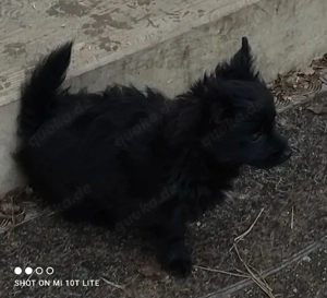 YorkChiwelpen (Mama Yorkshire, Papa Chihuahua) suchen ein liebevolles Heim. Bild 10