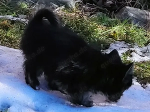 YorkChiwelpen (Mama Yorkshire, Papa Chihuahua) suchen ein liebevolles Heim. Bild 9